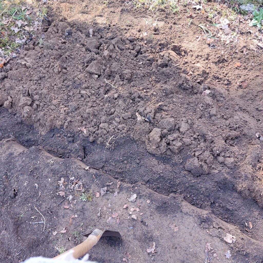 Ein Bild von einem Ackerboden der umgegraben wird. Beim Umgraben, wird in diesem Bild, Humus mit eingefügt.